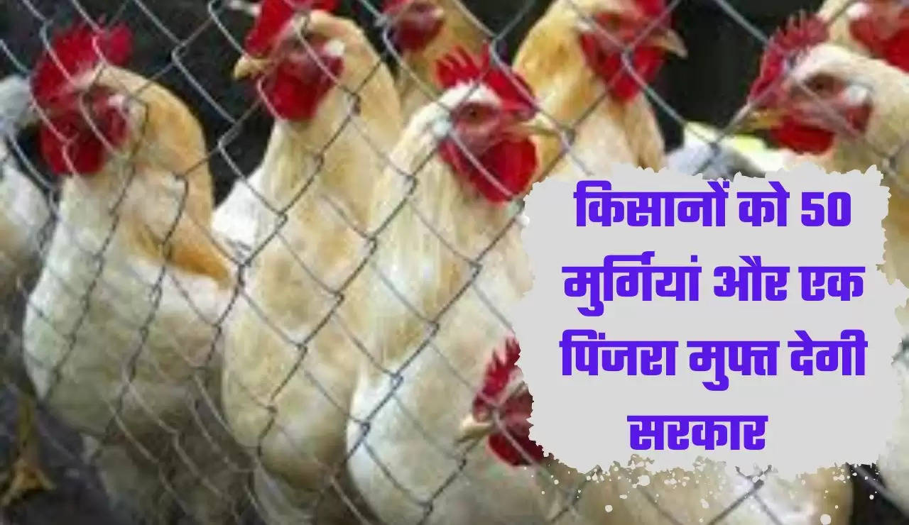 खुशखबरी!किसानों को 50 मुर्गियां और एक पिंजरा मुफ्त देगी सरकार, फटाफट यहां आवेदन करें