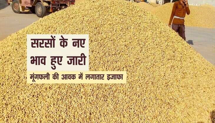 Bikaner Mandi bhav: मूंगफली की आवक में लगातार इजाफा, सरसों के नए भाव हुए जारी