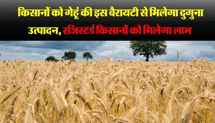 Agri News: किसानों को गेहूं की इस वैरायटी से मिलेगा दुगुना उत्पादन, रजिस्टर्ड किसानों को मिलेगा लाभ 