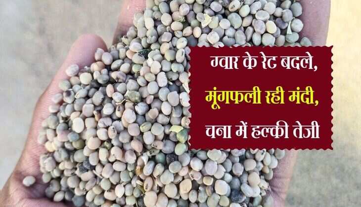 Bikaner Mandi Price: ग्वार के रेट बदले, मूंगफली रही मंदी, चना में हल्की तेजी