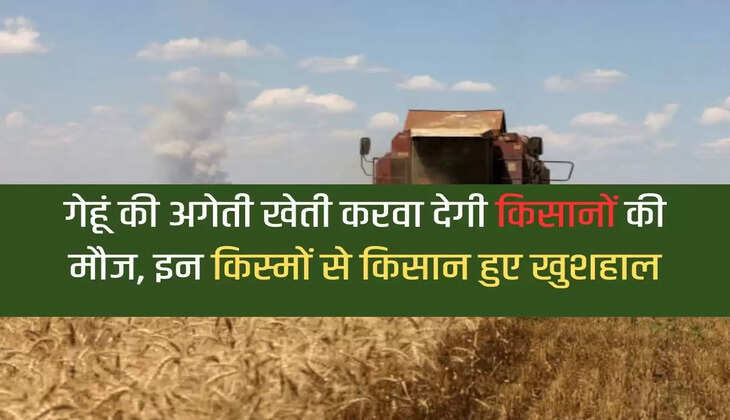 Farmers will enjoy early cultivation of wheat, farmers became happy with these varieties