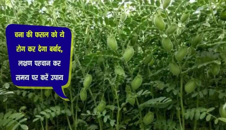 चना की फसल को ये रोग कर देगा बर्बाद, लक्षण पहचान कर समय पर करें उपाय