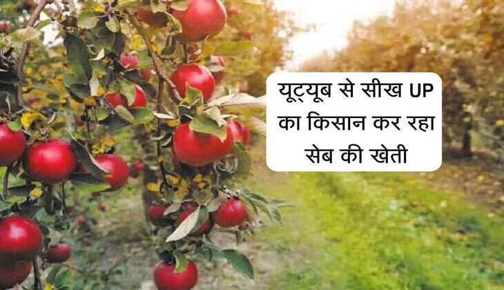 यूट्यूब से सीख UP का किसान कर रहा सेब की खेती, 2 दर्जन पेड़ से की शुरुआत अब 500 पेड़