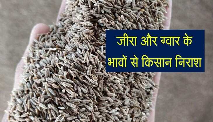 Nagaur Mandi bhav: जीरा और ग्वार के भावों से किसान निराश, लगातार आ रही गिरावट