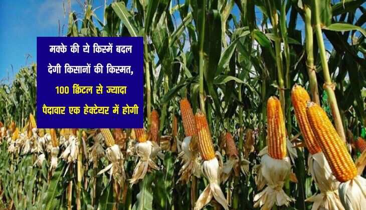 मक्के की ये किस्में बदल देगी किसानों की किस्मत, 100 क्व‍िंटल से ज्यादा पैदावार एक हेक्टेयर में होगी 