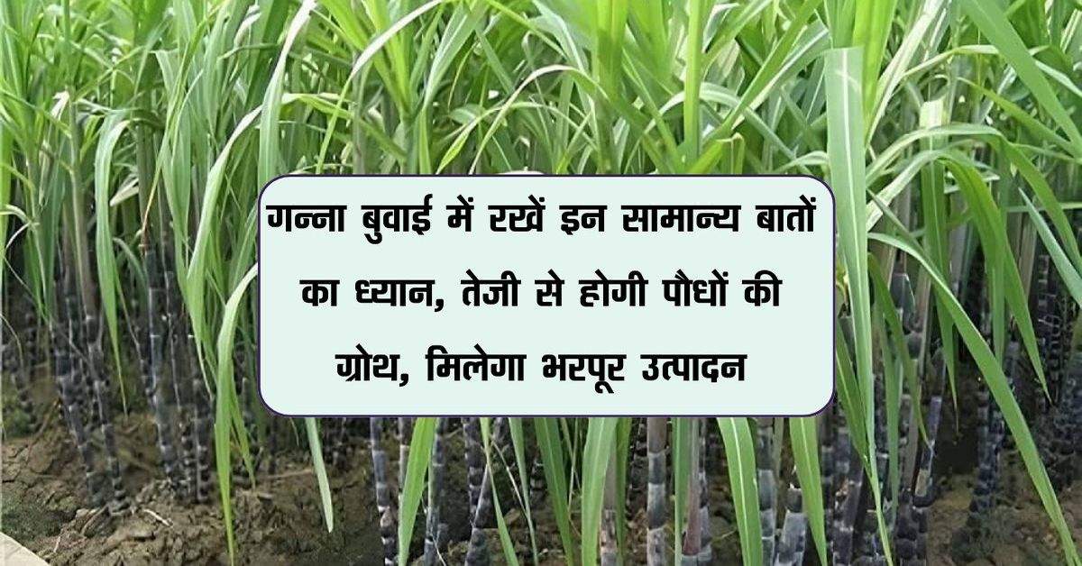 गन्ना बुवाई में रखें इन सामान्य बातों का ध्यान, तेजी से होगी पौधों की ग्रोथ, मिलेगा भरपूर उत्पादन