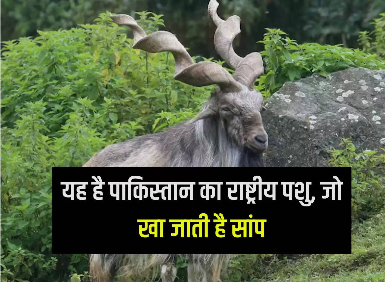 यह है पाकिस्तान का राष्ट्रीय पशु, जो खा जाती है सांप This is the national animal of Pakistan, which eats snakes