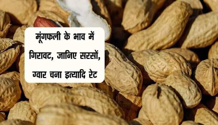 Bikaner Mandi Bhav: मूंगफली के भाव में गिरावट, जानिए सरसों, ग्वार चना इत्यादि रेट