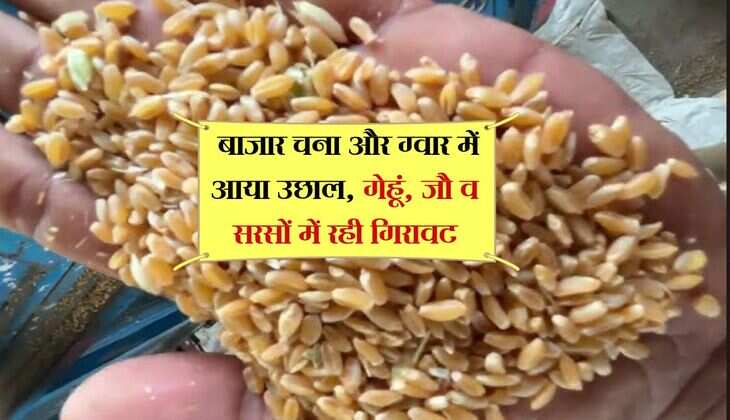 Alwar Mandi Bhav:  बाजार चना और ग्वार में आया उछाल, गेहूं, जौ व सरसों में रही गिरावट