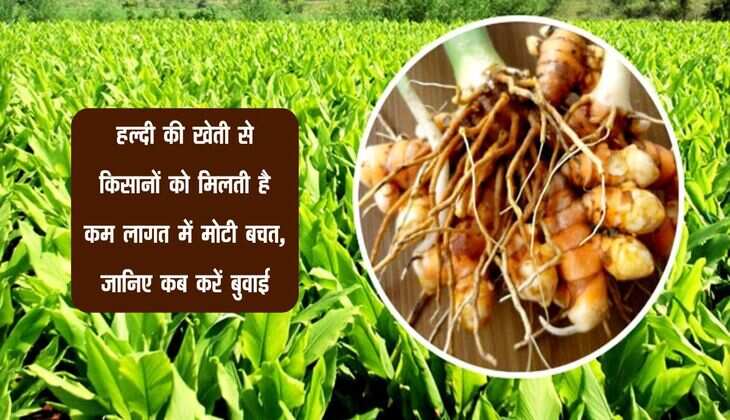 हल्दी की खेती से किसानों को मिलती है कम लागत में मोटी बचत, जानिए कब करें बुवाई