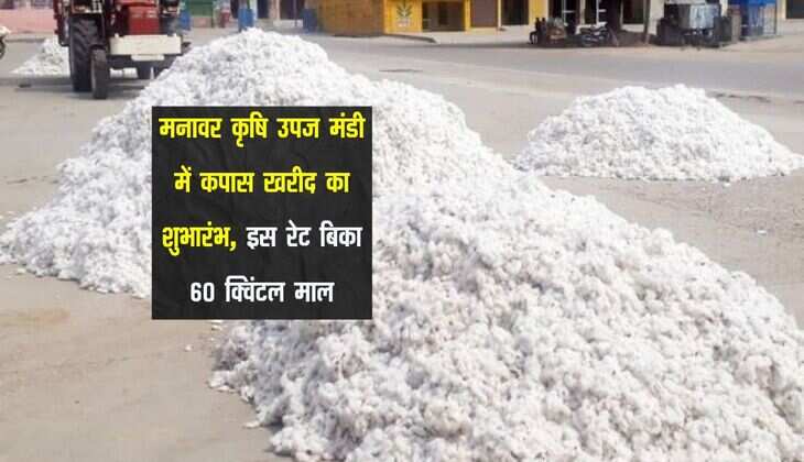 मनावर कृषि उपज मंडी में कपास खरीद का शुभारंभ, इस रेट बिका 60 क्विंटल माल
