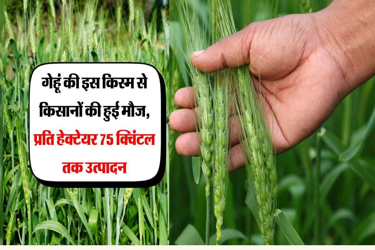 गेहूं की इस किस्म से किसानों की हुई मौज, प्रति हेक्टेयर 75 क्विंटल तक उत्पादन