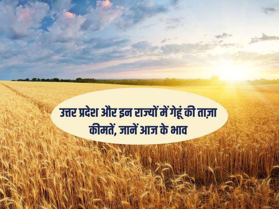 UP Wheat Bhav : उत्तर प्रदेश और इन राज्यों में गेहूं की ताज़ा कीमतें, जानें आज के भाव