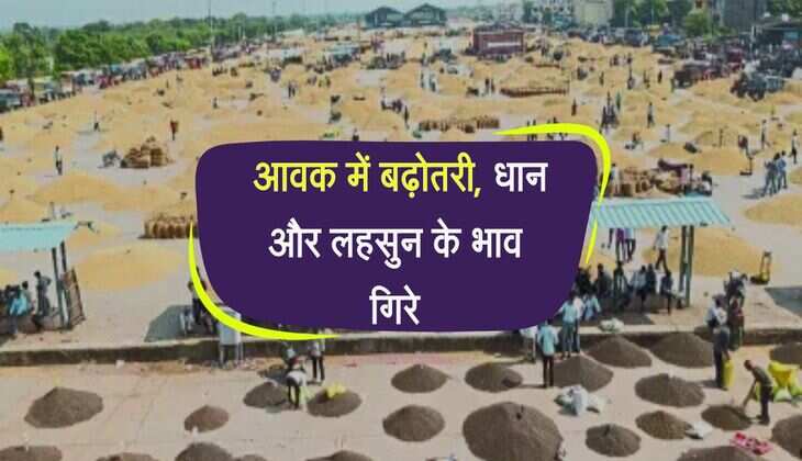 Kota Mandi bhav: आवक में बढ़ोतरी, धान और लहसुन के भाव गिरे