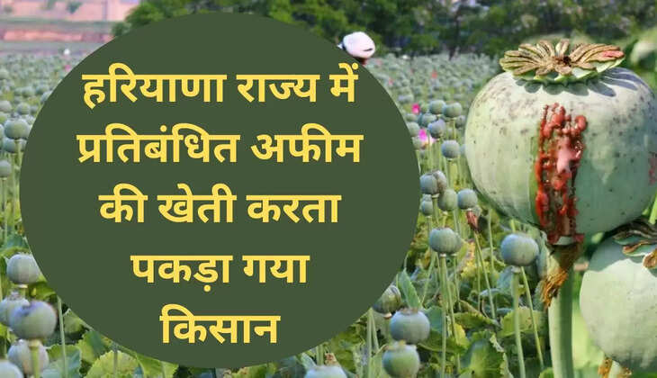 हरियाणा राज्य में प्रतिबंधित अफीम की खेती करता पकड़ा गया किसान