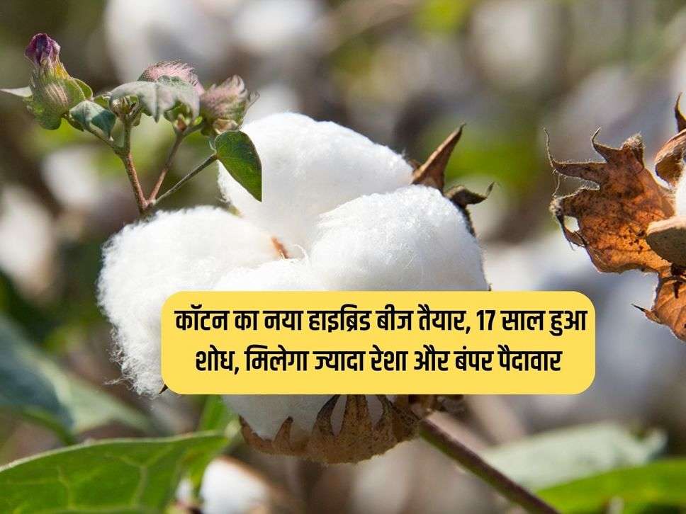 Cotton Seed : कॉटन का नया हाइब्रिड बीज तैयार, 17 साल हुआ शोध, मिलेगा ज्यादा रेशा और बंपर पैदावार