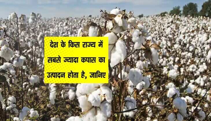 Cotton: देश के किस राज्य में सबसे ज्यादा कपास का उत्पादन होता है, जानिए
