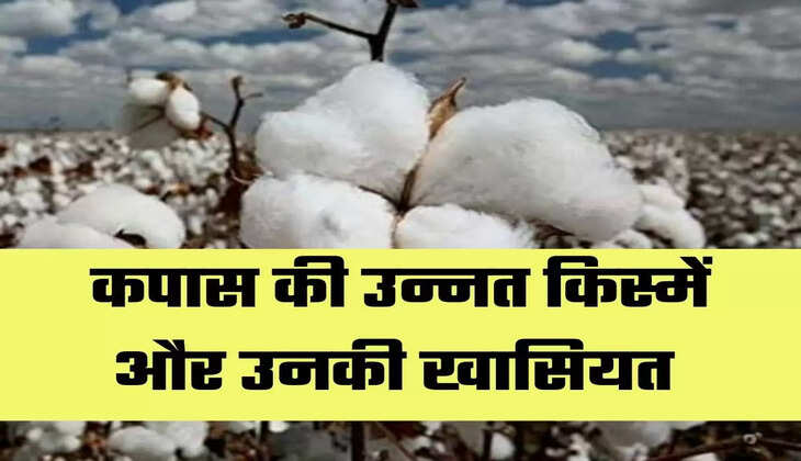 Cotton Varieties