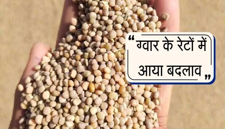 Gwar Ka bhav: ग्वार के रेटों में आया बदलाव, मंडियो से जारी हुए नए भाव