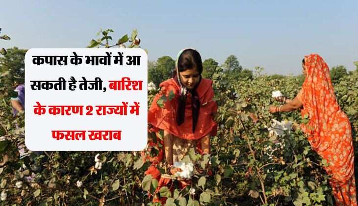 Cotton: कपास के भावों में आ सकती है तेजी, बारिश के कारण 2 राज्यों में फसल खराब