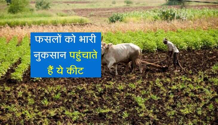 फसलों को भारी नुकसान पहुंचाते हैं ये कीट, किसान भाई बचाव का जान लें तरीका