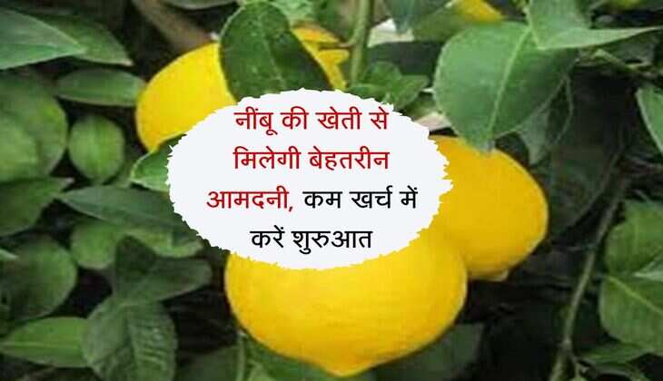 Business idea: नींबू की खेती से मिलेगी बेहतरीन आमदनी, कम खर्च में करें शुरुआत
