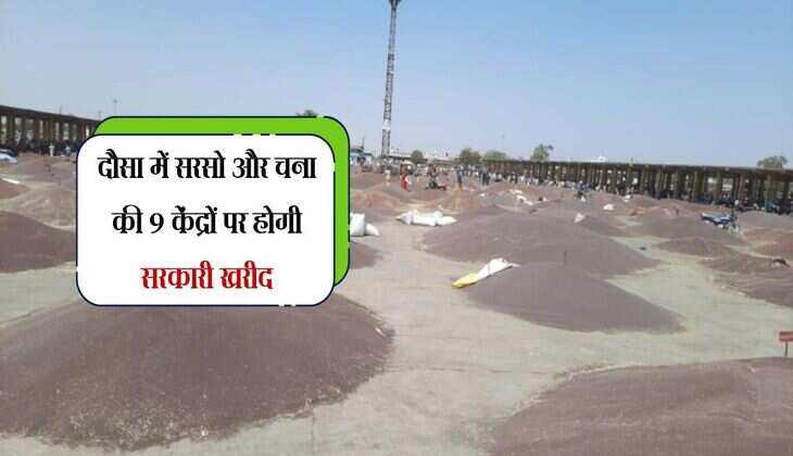 दौसा में सरसों और चना की 9 केंद्रों पर होगी सरकारी खरीद, जानिए नई सरसों के भाव