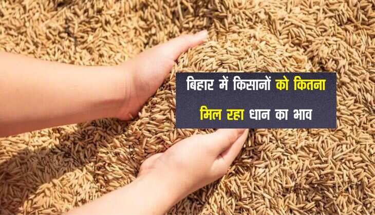 बिहार में किसानों को कितना मिल रहा धान का भाव, 12 दिनों में 230 टन खरीद