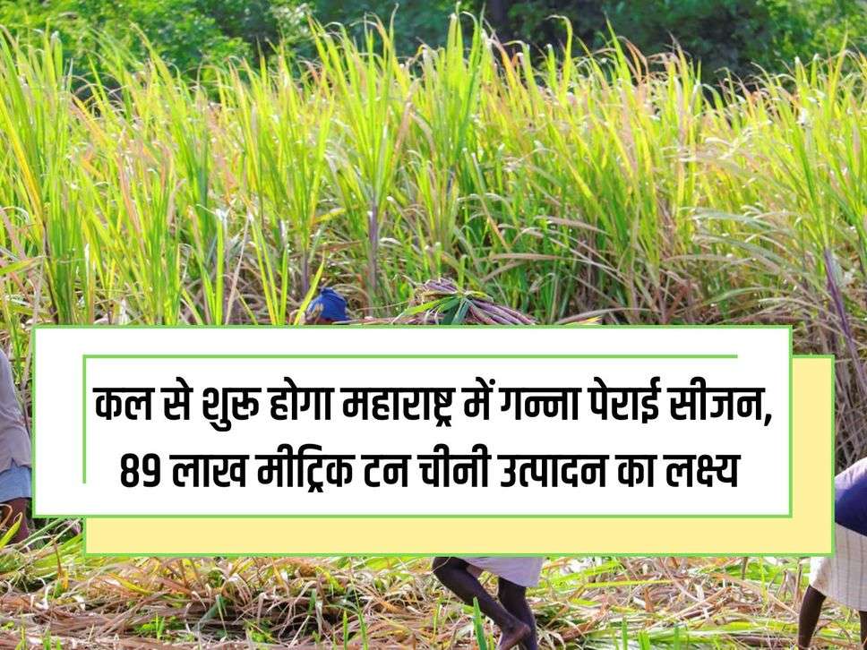 Sugarcane crushing season will start in Maharashtra from tomorrow, target of producing 89 lakh metric tonnes of sugar