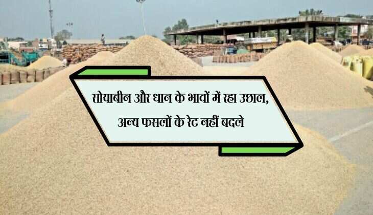 Kota Mandi Bhav: सोयाबीन और धान के भावों में रहा उछाल, अन्य फसलों के रेट नहीं बदले