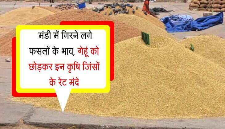 Kota Mandi: मंडी में गिरने लगे फसलों के भाव, गेहूं को छोड़कर इन कृषि जिंसों के रेट मंदे