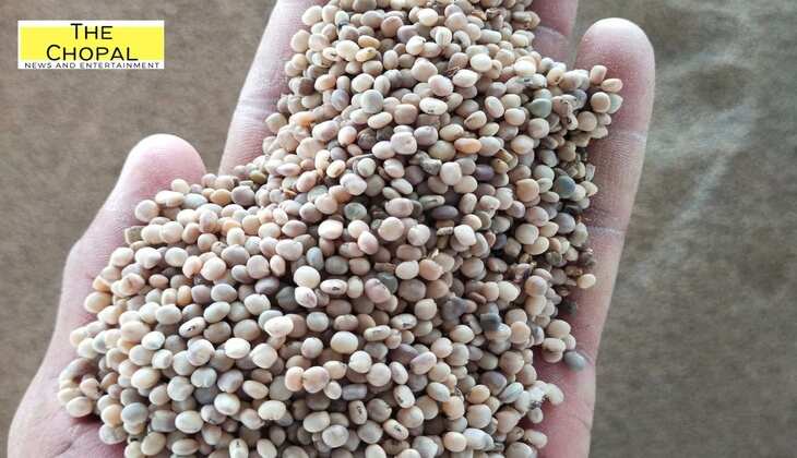 Guar Bhav Today: ग्वार के भाव में जबरदस्त गिरावट, लागत मूल्य पूरा ना होने से किसानों में निराशा