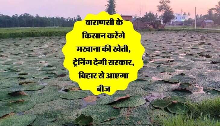 Makhana Kheti: वाराणसी के किसान करेंगे मखाना की खेती, ट्रेनिंग देगी सरकार, बिहार से आएगा बीज