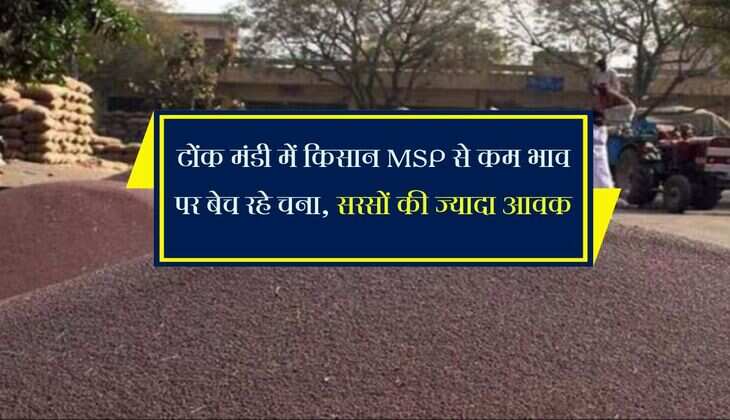 टोंक मंडी में किसान MSP से कम भाव पर बेच रहे चना, सरसों की ज्यादा आवक