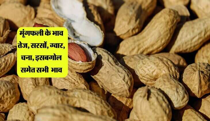 Bikaner mandi: मूंगफली के भाव तेज, सरसों, ग्वार, चना, इसबगोल समेत सभी कृषि उपज रेट