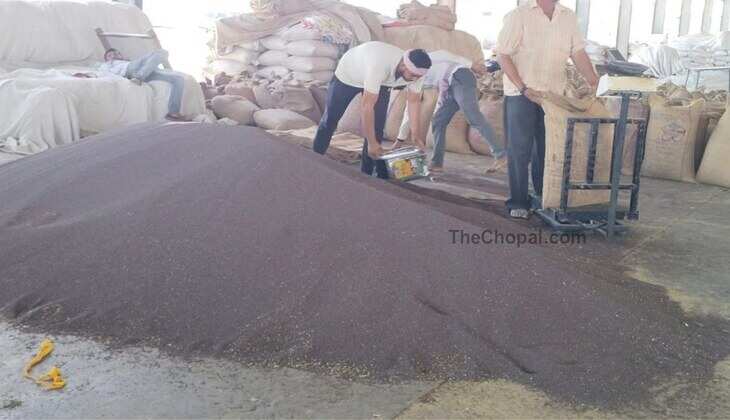 सिरसा मंडी भाव 15 जुलाई 2025: मक्का, नरमा, कपास, गेहूं, जौ, ग्वार, चना, सरसों, मूंग भाव