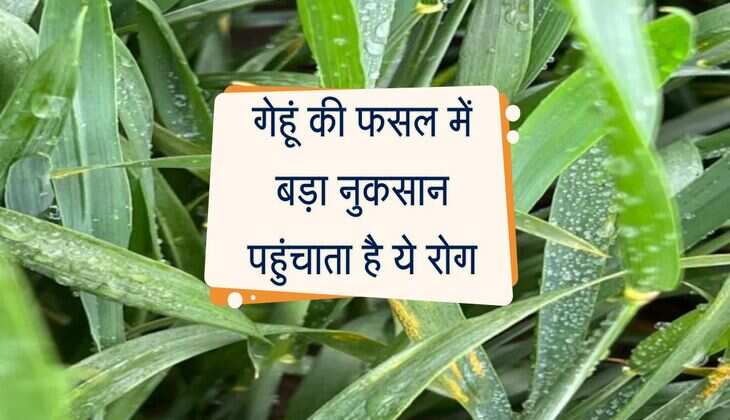 गेहूं की फसल में बड़ा नुकसान पहुंचाता है ये रोग, ऐसे निशान दिखने पर तुरंत कर दें उपाय