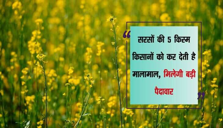Mustard Farming: सरसों की 5 किस्म किसानों को कर देती है मालामाल, मिलेगी बड़ी पैदावार
