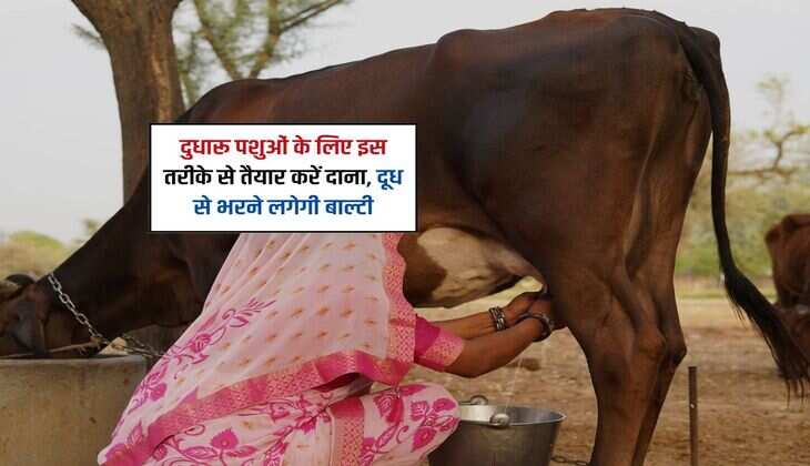 दुधारू पशुओं के लिए इस तरीके से तैयार करें दाना, दूध से भरने लगेगी बाल्टी