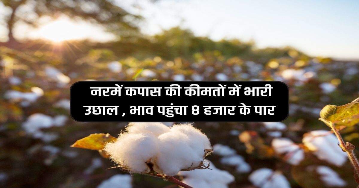 Cotton Prices 2024 : नरमें कपास की कीमतों में भारी उछाल , भाव पहुंचा 8 हजार के पार