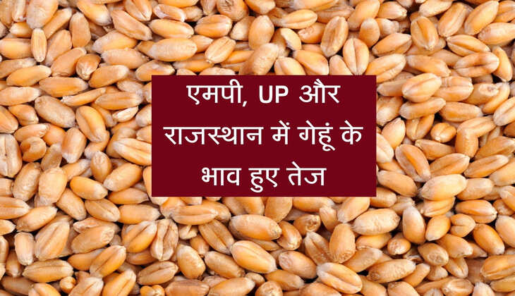 Wheat Mandi Bhav: एमपी, UP और राजस्थान में गेहूं के भाव हुए तेज, जानिए कितना बढ़ा रेट