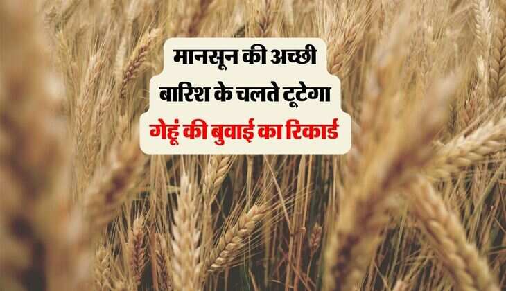 मानसून की अच्छी बारिश के चलते टूटेगा गेहूं की बुवाई का रिकार्ड 