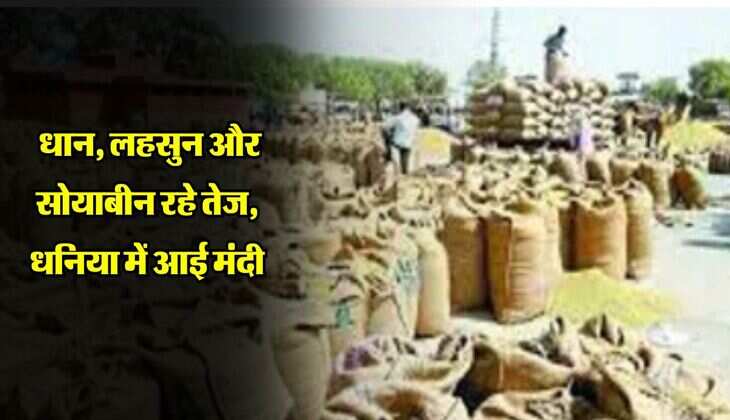 Kota Mandi Bhav: धान, लहसुन और सोयाबीन रहे तेज, धनिया में आई मंदी