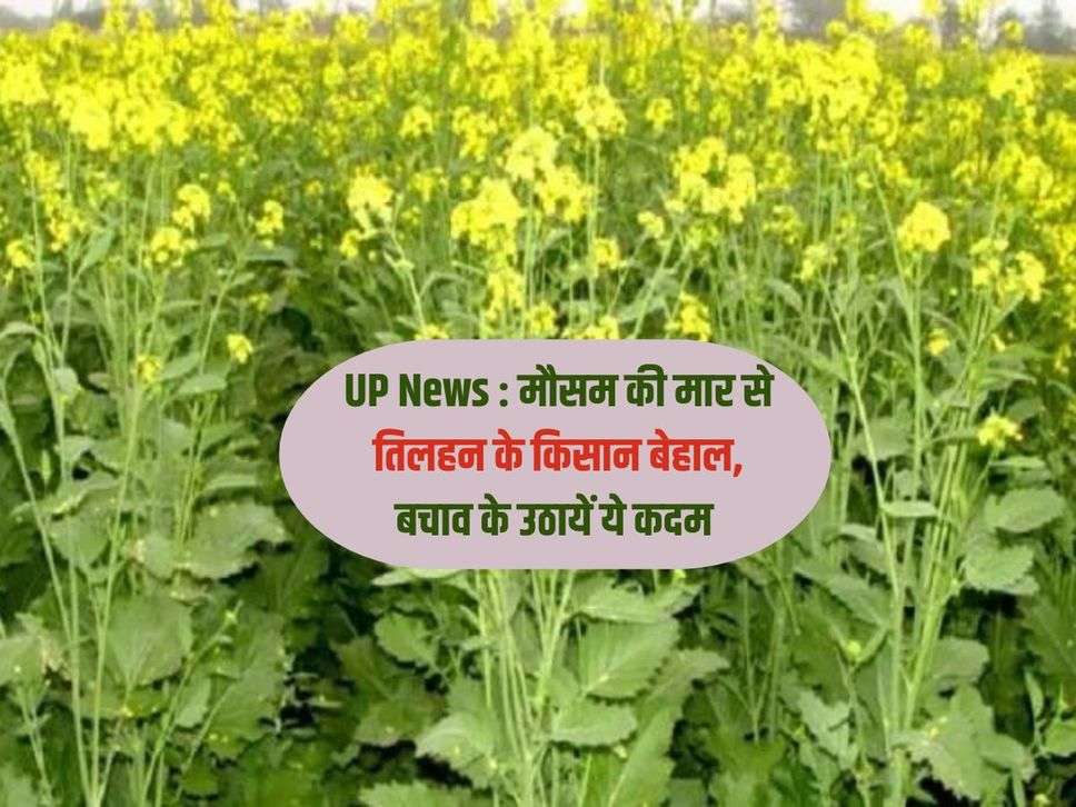 UP News : मौसम की मार से तिलहन के किसान बेहाल, बचाव के उठायें ये कदम 