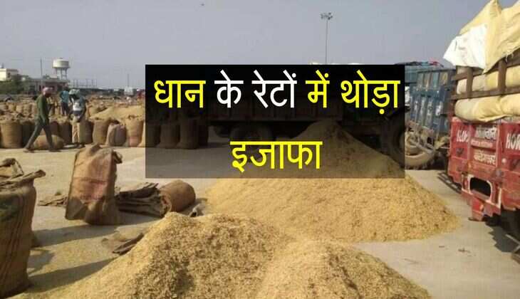 Paddy Mandi bhav: धान के रेटों में थोड़ा इजाफा, जानिए मंडियो में क्या मिल रहे भाव
