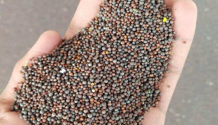 Sarso Bhav: सरसों निकालने का सीजन जोरों पर, ये रहें विभिन्न मंडियो के नए भाव