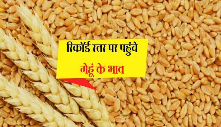 Wheat Price Hike: रिकॉर्ड स्तर पर पहुंचे गेहूं के भाव, जानिए क्यों बढ़ रही कीमतें