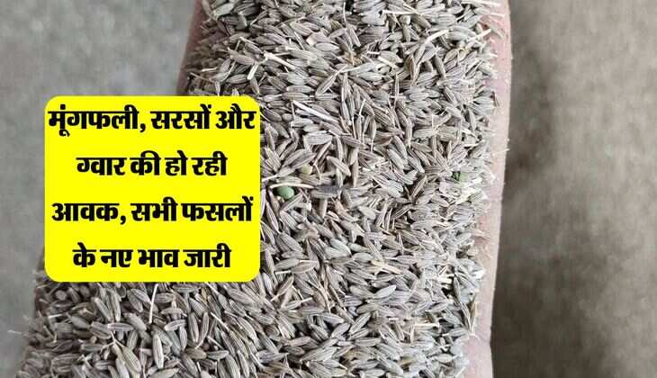 Bikaner Mandi Update: मूंगफली, सरसों और ग्वार की हो रही आवक, सभी फसलों के नए भाव जारी