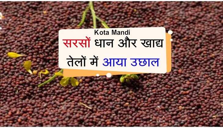 Kota Mandi Bhav: सरसों, धान और खाद्य तेलों में आया उछाल, देखें कृषि उपज मंडी रेट 