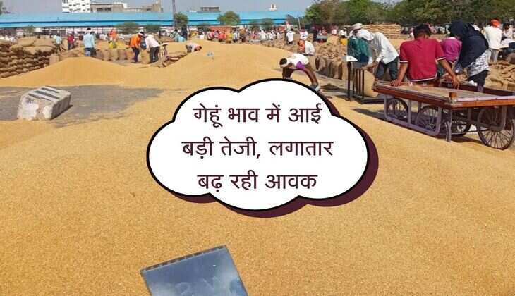 Baran Mandi: गेहूं भाव में आई बड़ी तेजी, लगातार बढ़ रही आवक